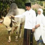 *Presiden Jokowi akan Salat Iduladha 1444 H di Istana Yogyakarta Bersama Masyarakat* *Presiden Jokowi akan Salat Iduladha 1444 H di Istana Yogyakarta Bersama Masyarakat*