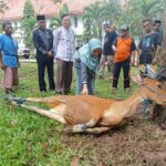 Salat Idul Adha di Masjid Agung Syuhada Masamba, Kab Luwu utara Tahun 1444 H/ 2023 M.