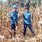 Paguyuban Cakrawala Panen Perdana Jagung, PT TSL-TBL Grup Astra Agro Lestari dalam Memberdayakan Ekonomi Lokal