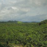Jelasnya Hak Perusahaan Perkebunan Kelapa Sawit di Pasangkayu Sah dan Tak Bermasalah