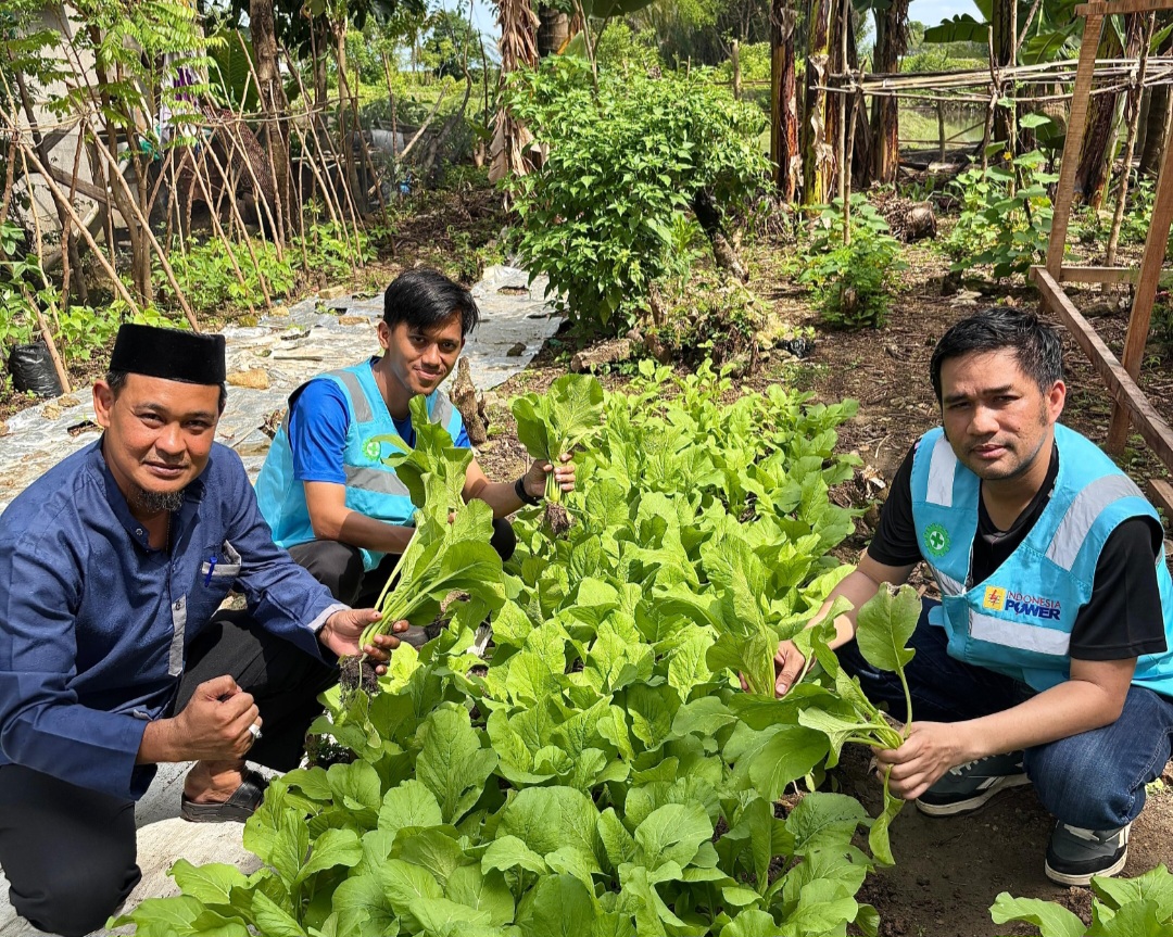 Berdayakan Lingkungan Sekitar, Kades Lampoko Bareng Menajemen CSR PT.PLN Indonesia Power UPB Barru Panen Sayur