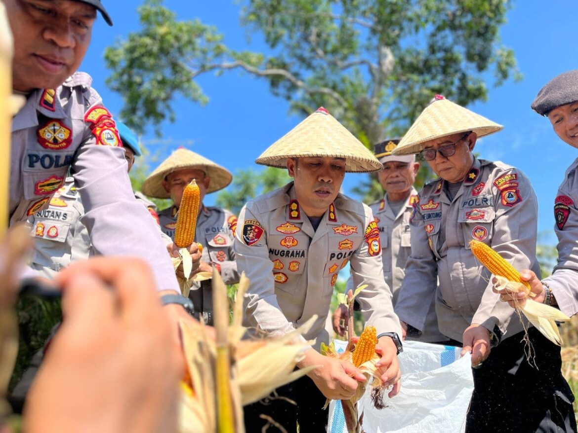 Kapolres Luwu Utara Pimpin Langsung Panen Raya Jagung, Dukung Program Ketahanan Pangan Nasional.