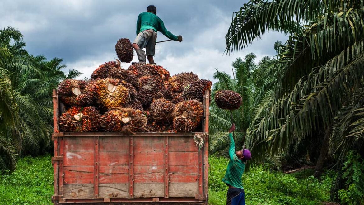 Menanam Harapan, Menuai Kemajuan,Astra Argo dan Masyarakat Pasangkayu