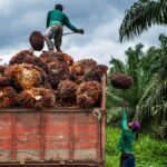 Menanam Harapan, Menuai Kemajuan,Astra Argo dan Masyarakat Pasangkayu