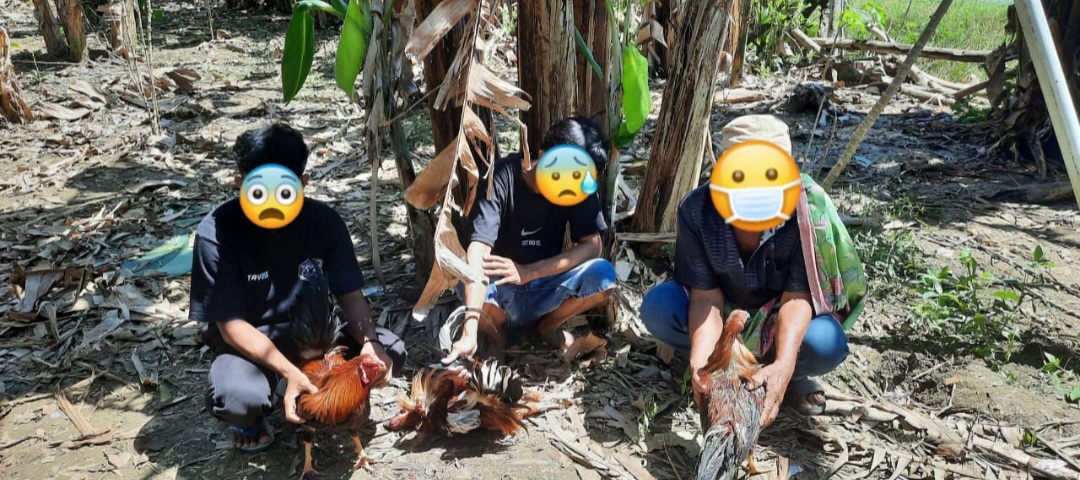 Tiga Terduga Pelaku Judi Sabung Ayam di Batupute Diamankan Tim Gabungan Polres Barru