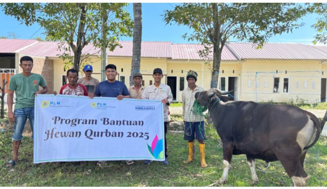 Sebanyak 7 Ekor Sapi Qurban Idul Adha di Salurkan PT.PLN Indonesia Power UBP Barru Pada Masyarakat Sekitar Wilayah Oprasional