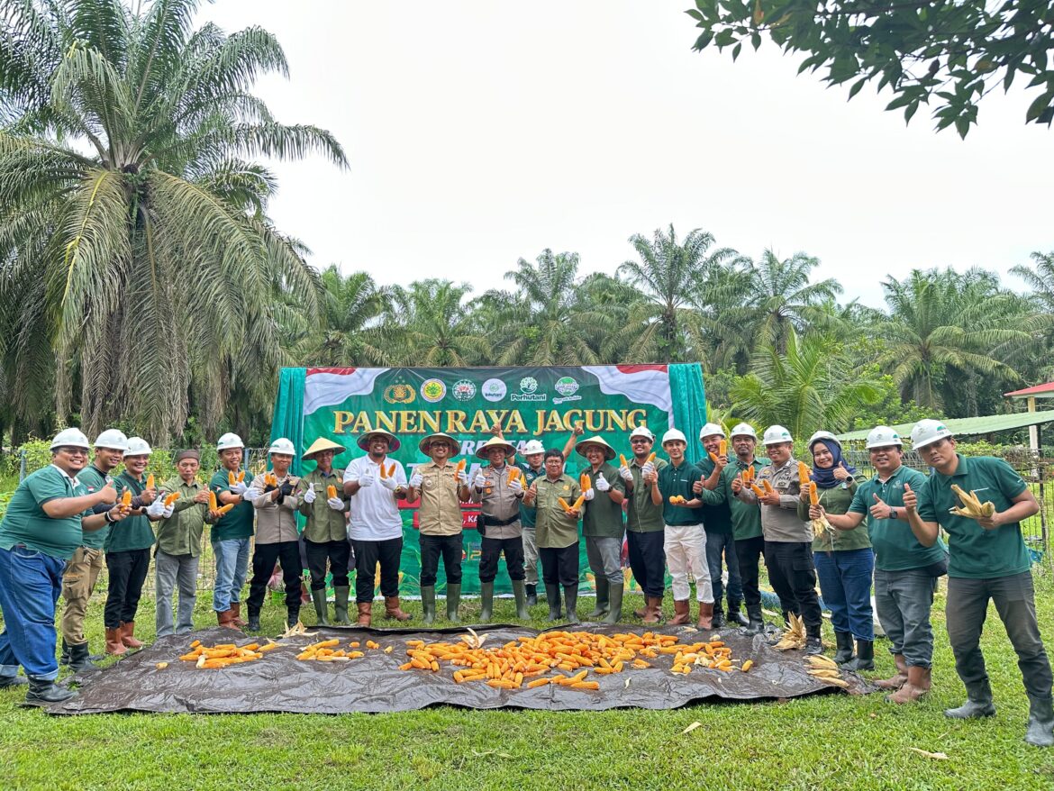 Panen Perdana Jagung, PT SRL1 Tegaskan Komitmen Ketahanan Pangan Nasional
