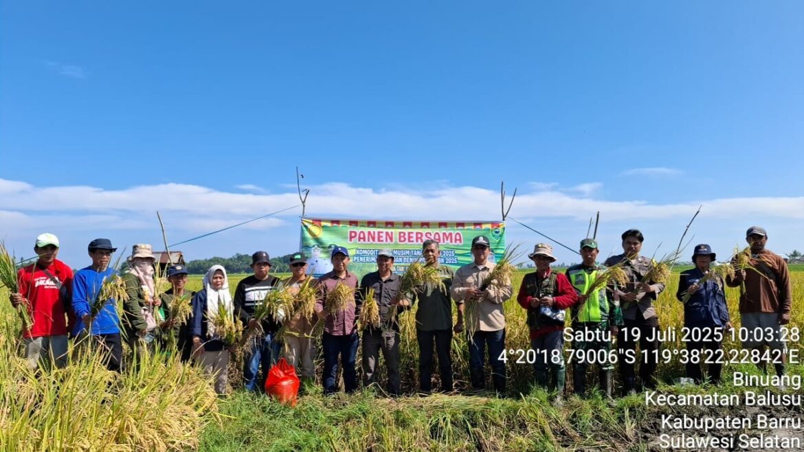 Petani di Madello-Binuang, Panen Raya dengan Hasil Fantastis Berkat Bantuan Benih Unggul Kementan RI