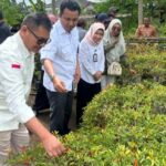 Petani Cabe Asal Lombok Timur, Di undang Khusus Bupati Andi Rahim Ke Luwu Utara. Petani Cabe Asal Lombok Timur, Di undang Khusus Bupati Andi Rahim Ke Luwu Utara.