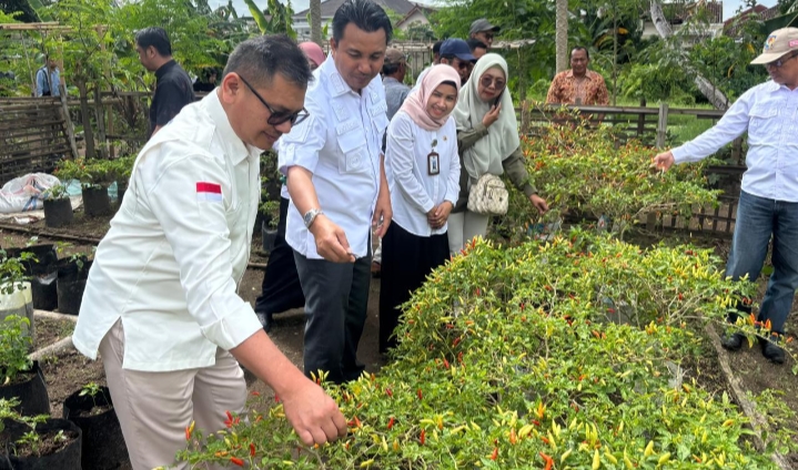 Petani Cabe Asal Lombok Timur, Di undang Khusus Bupati Andi Rahim Ke Luwu Utara.