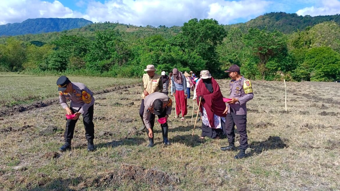 Dukung Program Ketahanan Pangan Nasional 2025, Kapolsek Tanete Riaja Lakukan Tanam Jagung di Dusun Ulo