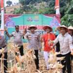 Polres Barru Sukses Gelar Panen Raya Jagung Kuartal III di Desa Nepo Polres Barru Sukses Gelar Panen Raya Jagung Kuartal III di Desa Nepo