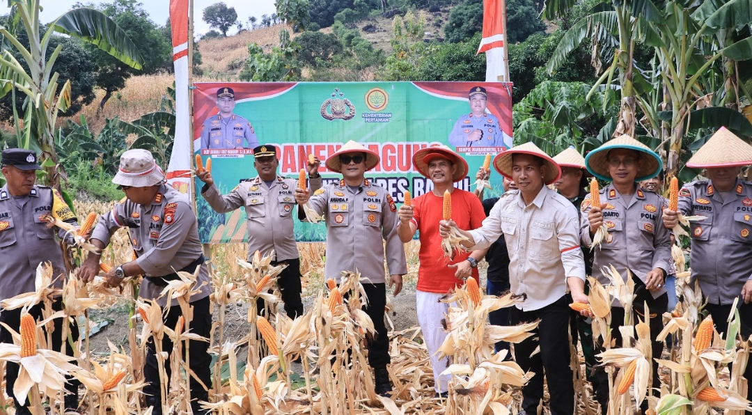 Polres Barru Sukses Gelar Panen Raya Jagung Kuartal III di Desa Nepo