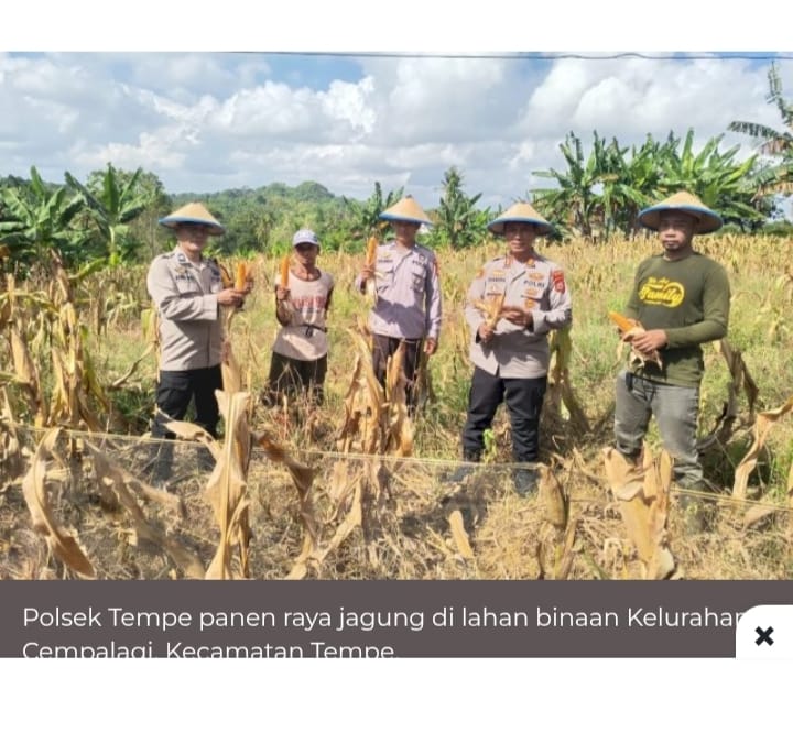 Polsek Tempe Panen Raya Jagung di Lahan Binaan Kelurahan Cempalagi, Kecamatan Tempe.