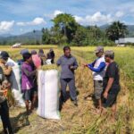 Jalisman SE. Anggota DPRD Lutra, Kros Chek Harga Gabah Di Lapangan Sembari Lakukan Dialog Langsung Dengan Petani. Jalisman SE. Anggota DPRD Lutra, Kros Chek Harga Gabah Di Lapangan Sembari Lakukan Dialog Langsung Dengan Petani.