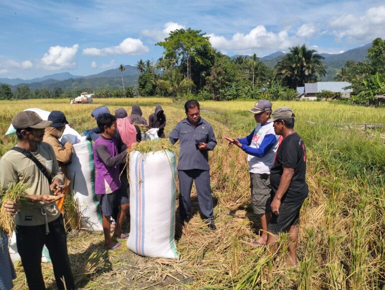 Jalisman SE. Anggota DPRD Lutra, Kros Chek Harga Gabah Di Lapangan Sembari Lakukan Dialog Langsung Dengan Petani.