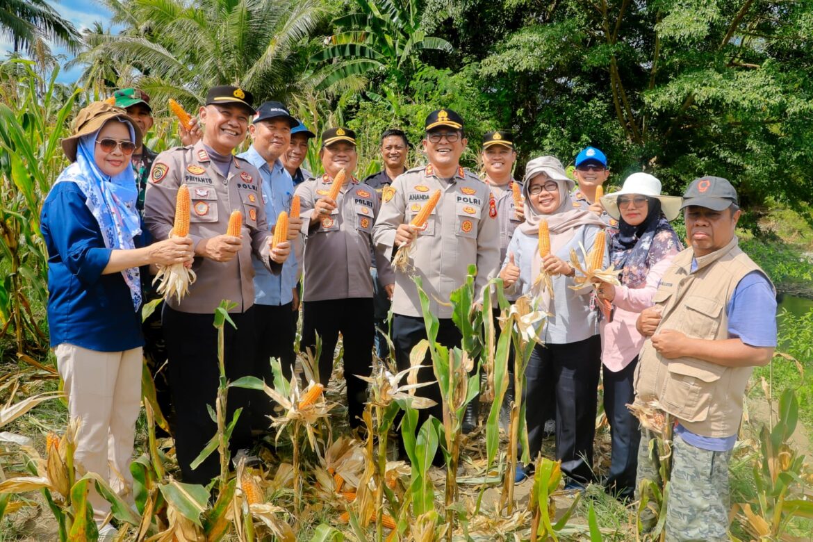 ​Panen Raya Jagung di Barru, Kapolres AKBP Ananda Ikut Sukseskan Program Sejuta Hektar Polri