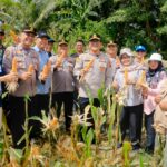 Panen Raya Jagung di Barru, Kapolres AKBP Ananda Ikut Sukseskan Program Sejuta Hektar Polri Panen Raya Jagung di Barru, Kapolres AKBP Ananda Ikut Sukseskan Program Sejuta Hektar Polri