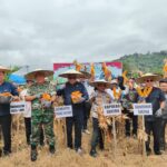 *Komitmen Dukung Ketahanan Pangan, Kapolda Sultra dan Forkopimda Panen Raya Jagung Serentak di Kolaka Timur*