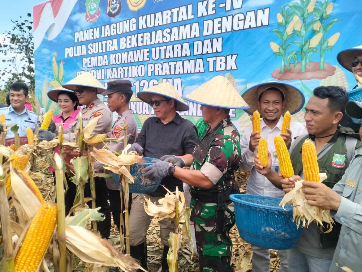 *Panen Raya Jagung di Konawe Utara: Wujud Sinergi Polda Sultra, Pemda dan PT AKP Dukung Ketahanan Pangan Nasional*