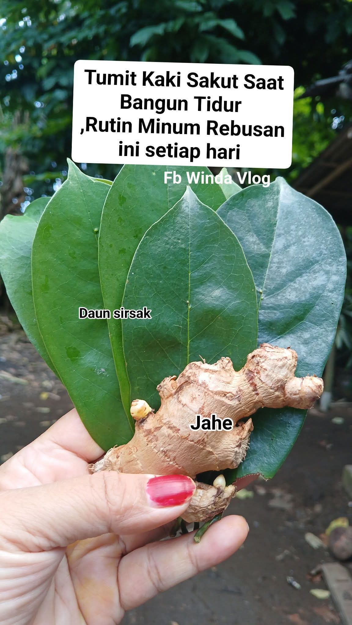 Kombinasi Daun Sirsak + Jahe Membantu Untuk: