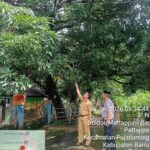 Sinergi Polri dan Sekolah, Kapolsek Pujananting Monitoring dan Pangkas Pohon Rawan Tumbang di SMPN 27 Barru