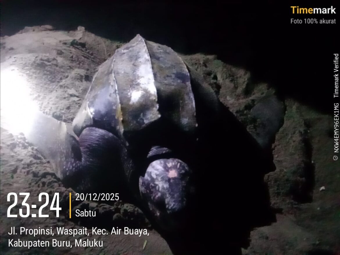 “Turtle Conservation Success in Buru Island: Community-Led Efforts Reduce Poaching by 95%”