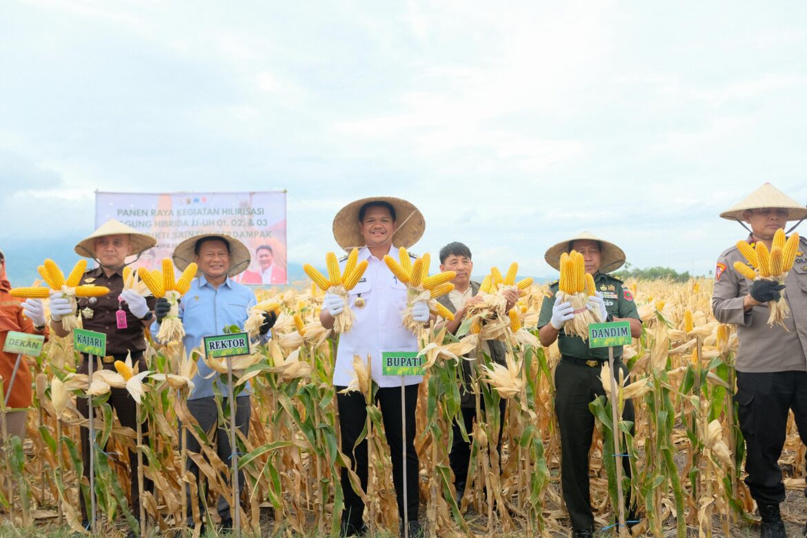 *Bupati Bantaeng Hadiri Panen Perdana Penangkaran Padi Genjah dan Jagung Hasil Kolaborasi dengan Unhas