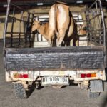 Resmob Polres Konawe Tangkap Spesialis Pencurian Sapi, 14 Ekor Jadi Korban Resmob Polres Konawe Tangkap Spesialis Pencurian Sapi, 14 Ekor Jadi Korban