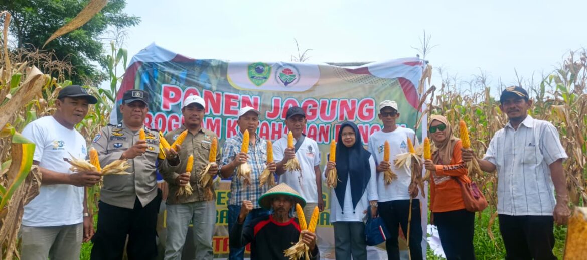 Wujudkan Ketahanan Pangan, Bhabinkamtibmas Desa Siawung Bersama Petani Panen 10 Ton Jagung