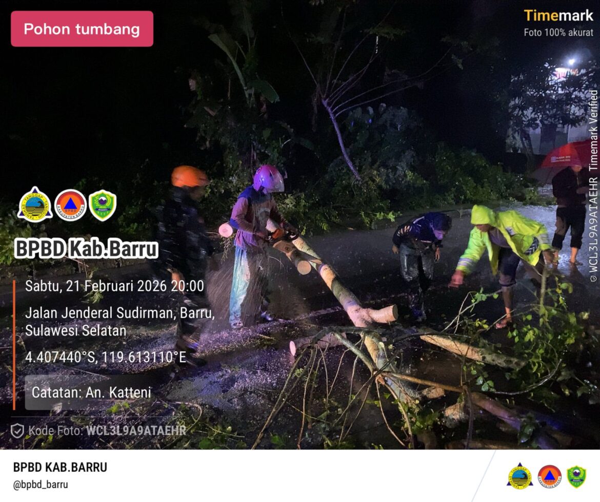 ​Tim Eksekusi BPBD Barru Bersihkan Pohon Tumbang yang Tutupi Jalan Utama Jendral Sudirman