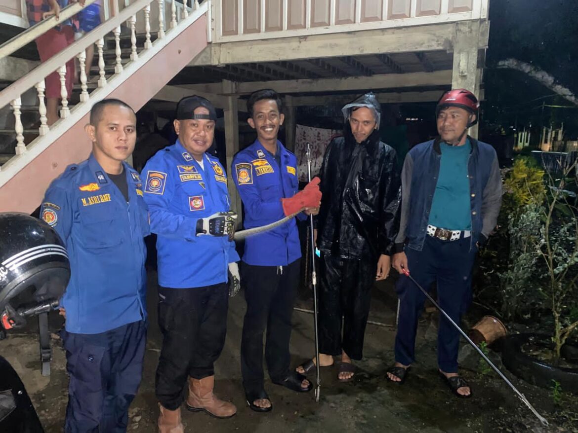 Aksi Cepat Tim RC Regu I Barru Amankan Ular Piton di Kelurahan Mangempang