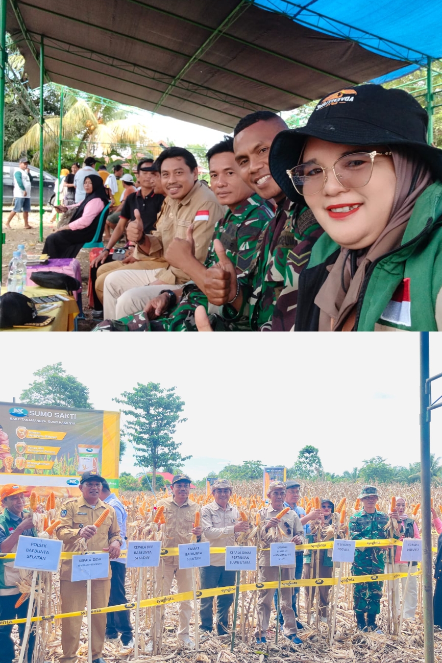 Panen Perdana Jagung/FFD NK Sumo Sakti Dari PT. Syngenta di Desa Lembang-Lembang Kecamatan Baebunta Selatan.   