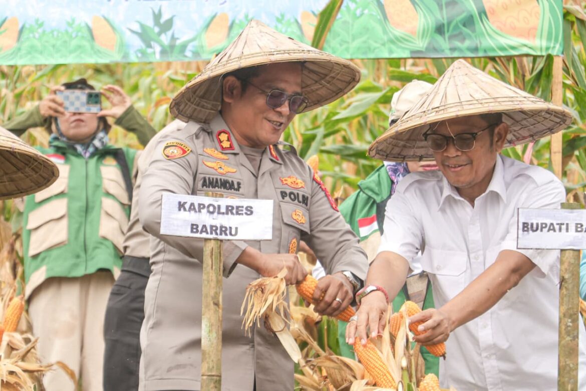 Dukung Ketahanan Pangan, Polres Barru Gelar Panen Raya Jagung Serentak Kuartal II