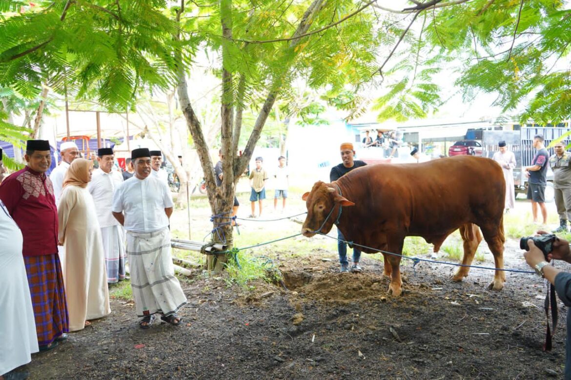 Bupati Wajo Menyampaikan Apresiasi Tinggi Kepada Presiden Prabowo Subianto atas Bantuan Sapi Kurban Kepada Kabupaten Wajo.