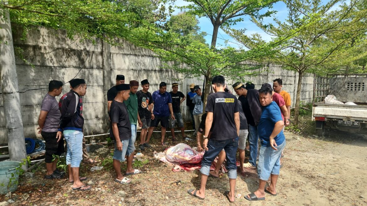 PT Mitra Hijau Asia Barru Kurban 2 Ekor Sapi, Sukses Didistribusikan ke Warga