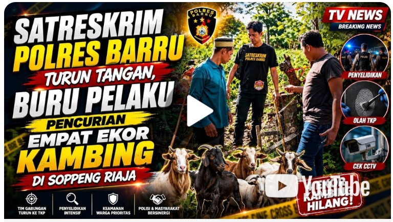​Polres Barru Terjunkan Tim Gabungan, Usut Pencurian 4 Ekor Kambing di Desa Siddo