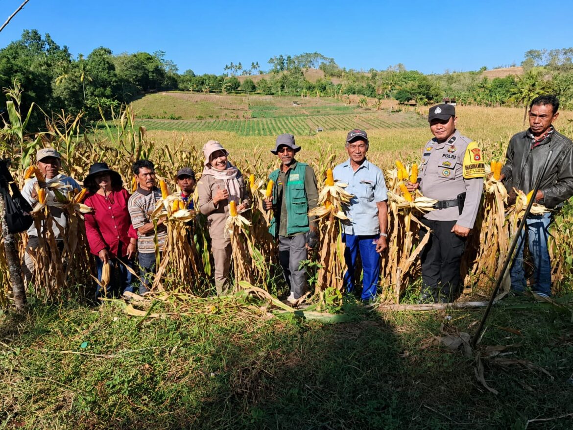 ​Dukung Ketahanan Pangan, Bhabinkamtibmas Desa Lalabata Dampingi Petani Lakukan Ubinan Jagung