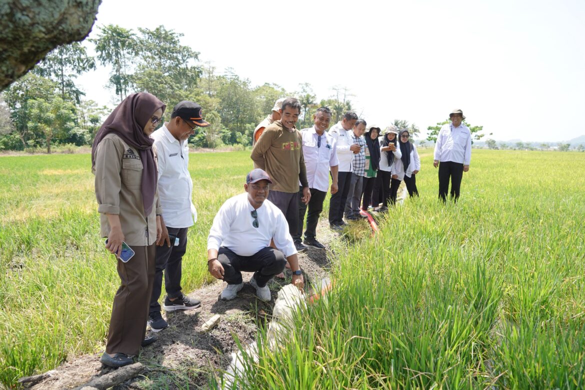 Bupati Luwu Tinjau Penyaluran Pompa Air untuk Atasi Kekeringan Persawahan